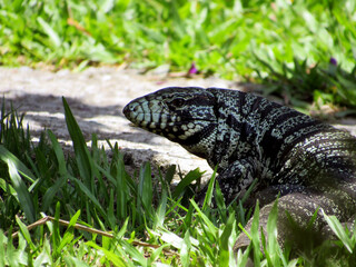 lizard on the grass -teiú-comum