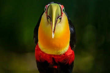 TUCANO-DE-BICO-VERDE
RED-BREASTED TOUCAN
