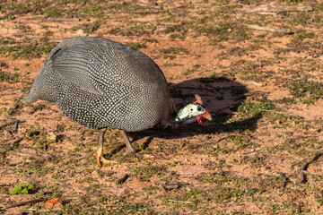 chicken-d'angola or known as guinea-fowl, on the site in Brazil