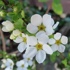 早春にユキヤナギが白い花を咲かせています