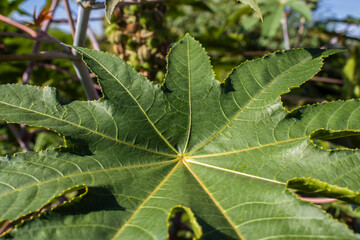 Castor beans plant on field in Brazi Castor bean seedsl