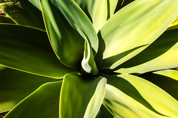 Close-up of Agave Attenuata plant. Agave attenuata is a large evergreen succulent that is commonly known as fox tail agave, in Brazil