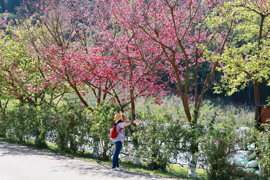 Tourists use digital cameras to capture the Wild Himalayan Cherry blossoms. A woman wearing a yellow hat and a red backpack stands under a prunus cerasoides tree to admire the beauty. Sakura of Thai
