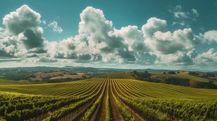 Fotobehang A panoramic view of rolling hills covered in vineyards under a patchwork of fluffy clouds. © Dave