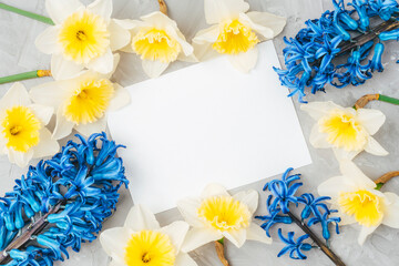 Blank card, yellow daffodils and blue hyacinths on gray background. Top view, flat lay, mockup. Spring concept