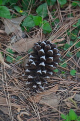 Pinecone in the Woods