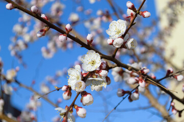 Opening and blooming white flowers on the branches of a cherry tree