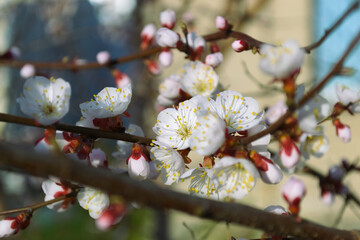 Opening and blooming white flowers on the branches of a cherry tree in spring