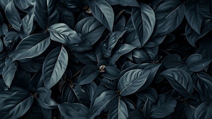 Textures of Abstract Black Leaves for Tropical Background

