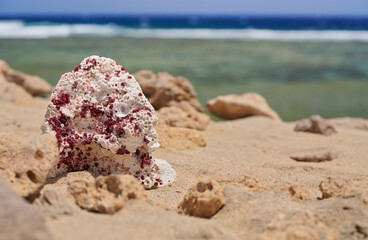 Fototapeta na wymiar White and purple red dry coral on a sunny beach, closeup detail