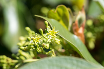 The Common machilus flowers and buds.