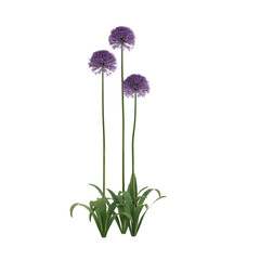 flower isolated on white background