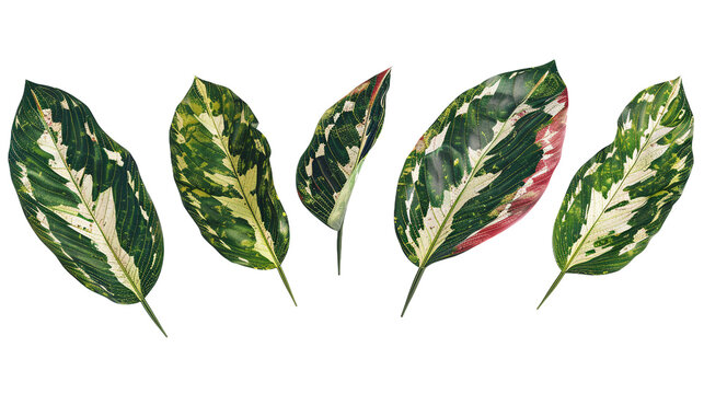 Calathea Leaves Set in 3D Digital Art, Top View Flat Lay Design, Isolated Transparent Background for Vibrant Houseplant Decor