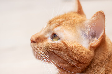 Big ginger cat closeup portrait at home