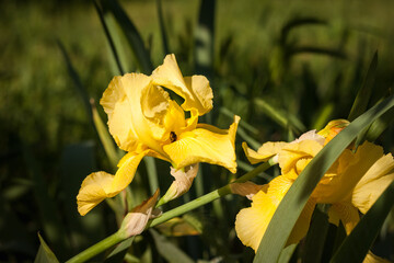 Beautiful yellow iris among the summer garden. Small depth of field