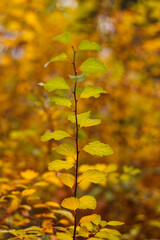 Naklejka na ściany i meble Branch of a bush with yellow leaves. Small depth of field