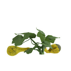 Obraz premium pumpkin isolated on white background