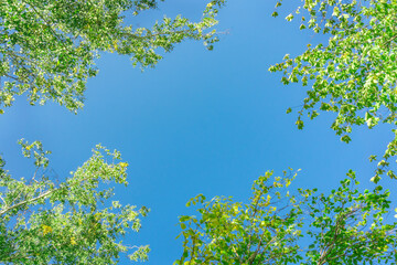 Green crown trees view from below into the sky. Green crown of trees against the sky. View of the...