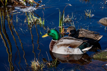 A pair of mallards in Orebro city center Sweden