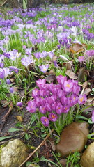 lila Krokusse bl&uuml;hen im Gras, Laub liegt auf dem Rasen,
der Fr&uuml;hling erwacht