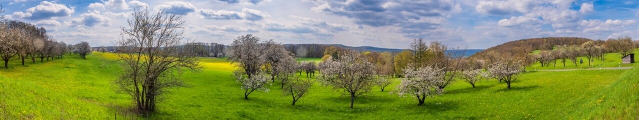Blooming cherry trees under a white and blue sky in Hardt - Germany in the Franconian Switzerland