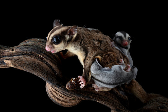 Close-up of a sugar glider (Petaurus breviceps) on a branch with a joey on her back, Indonesia