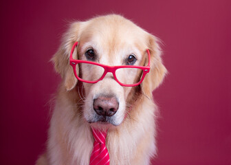 Portrait of a serious golden retriever wearing a pair of glasses and a tie against a pink background