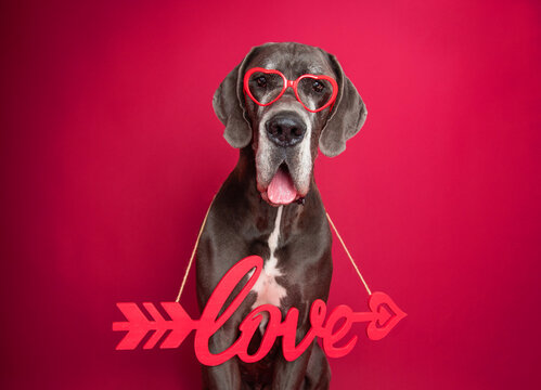 Portrait of a great dane wearing heart shaped glasses and a love sign around its neck