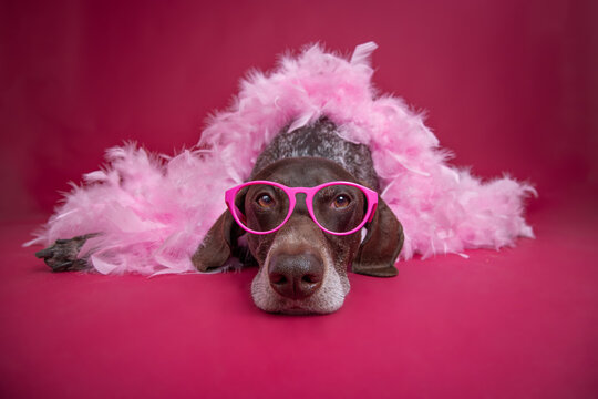 Fototapeta Close-up of a german shorthaired pointer wearing glasses and a pink feather boa lying on the floor