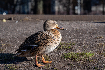 One lonely female Mallard standing i park Orebro Sweden