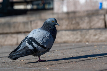 Closeup of dove in Orebro city center Sweden