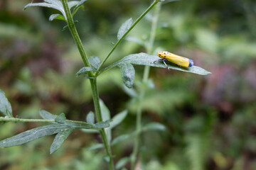 草の葉に乗るツマグロオオヨコバイ