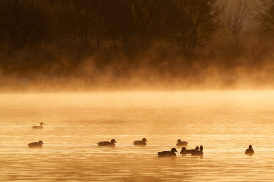 ducks on the lake on sunrise