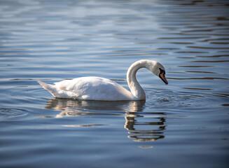 white swan on the water, a closeup shot of white swan swimming in the pond