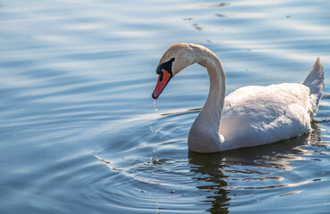 swan on the water, a closeup shot of white swan swimming in the lake