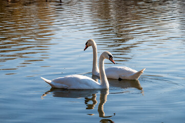 pair of beautiful white swans swimming in the pond