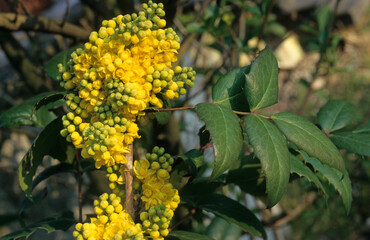 Mahonia spp., Mahonia