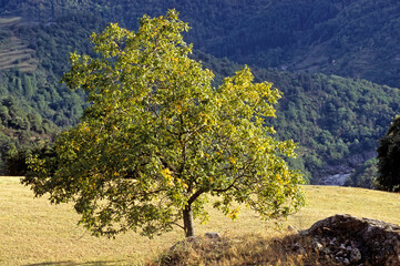 Juglans regia, Noyer, noix