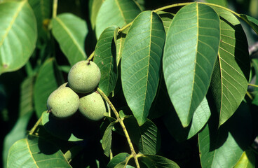 Juglans regia, Noyer, noix