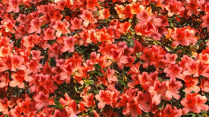 Poster A flowering bush of orange azalea flowers in a botanical garden. Floral spring background in sunlight, close up view © Ivamedia