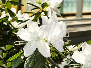 A beautiful white azalea flower in a bush of blooming flowers. Floral spring background, close up view