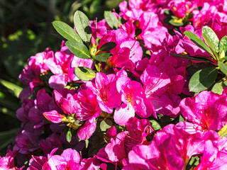 Blooming bush of magenta azalea flowers in sunlight. Floral spring pink background, close up view