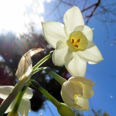 早春に水仙が白い花を咲かせています