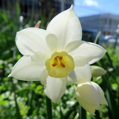 早春に水仙が白い花を咲かせています