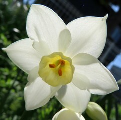 Naklejka premium 早春に水仙が白い花を咲かせています