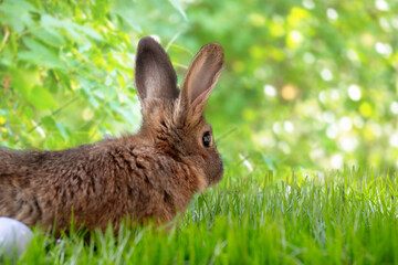 rabbit in the grass - 756557165