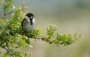 A male reed bunting perching on the branch of a tree. 