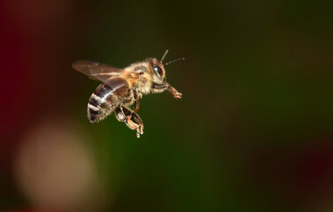 A closeup of a honey bee, apis mellifera, in flight against a defocused background. 