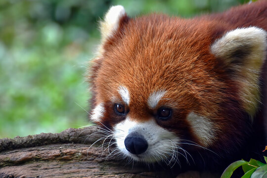 Close-up of a red panda, Indonesia