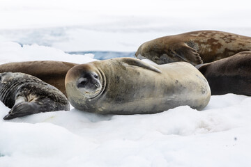 Phoque de Weddell posé tranquillement © Jeremy
